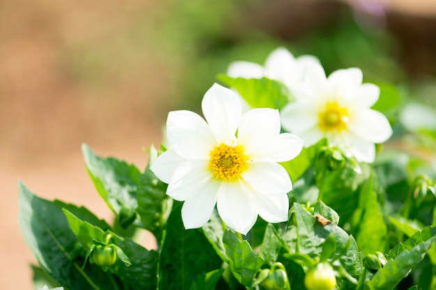 Mooie witte Zinnia-bloem