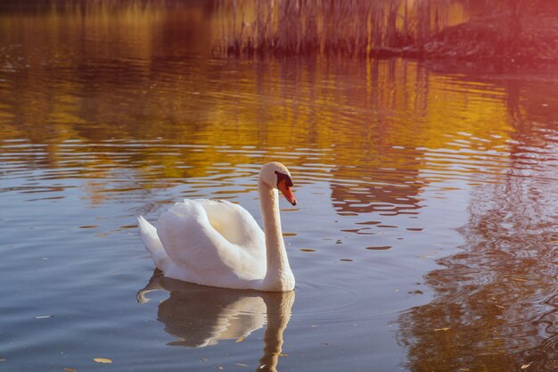 Mooie witte zwaan op het oppervlak van de vijver op het blauwe meer