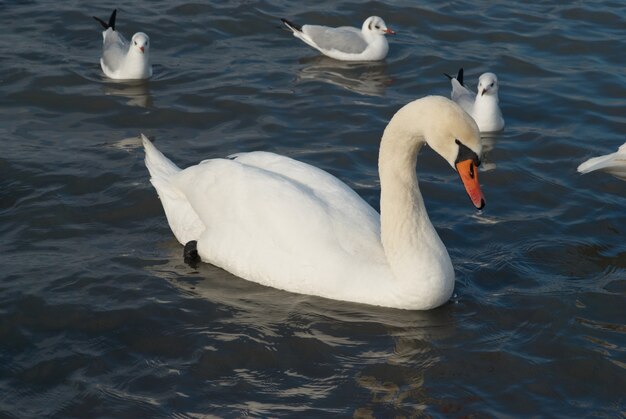 Mooie witte zwaan op het water.