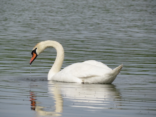 Mooie witte zwanen zwemmen op het meer