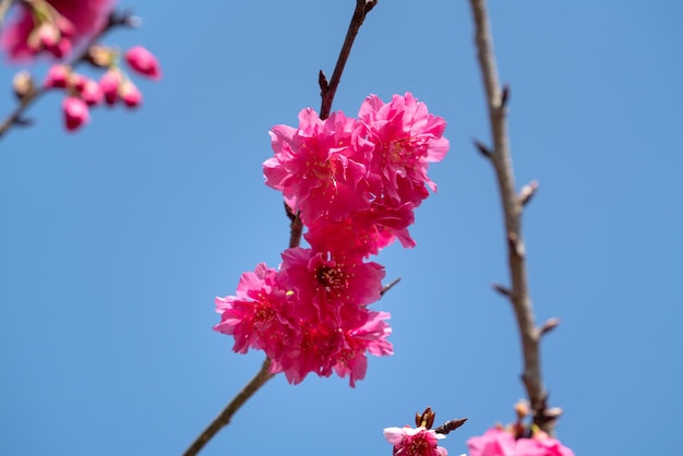 Mooie Yae Sakura Kersenbloesem die in Taiwan bloeit