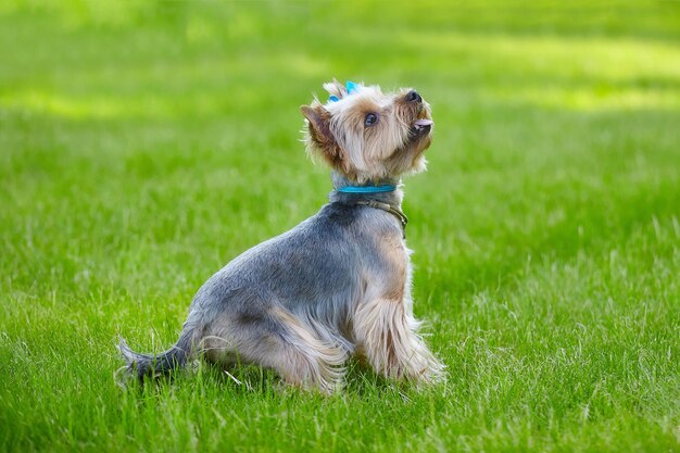 Mooie Yorkshire Terrier-hond op het groene gras.