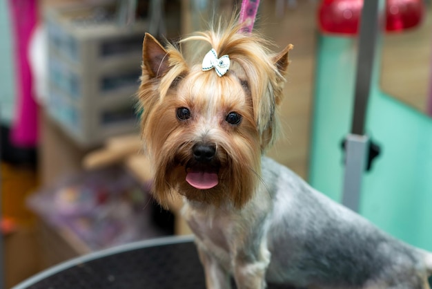 Mooie yorkshire terrier in een trimsalon na een knipbeurt