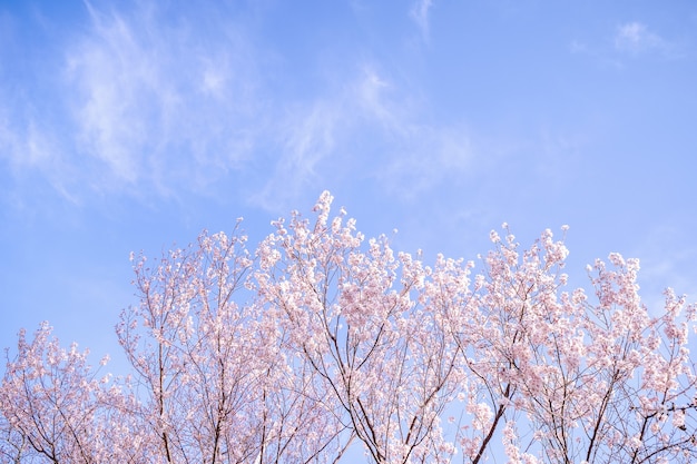 Mooie yoshino-kersenbloesemsakurabloei in de lente.