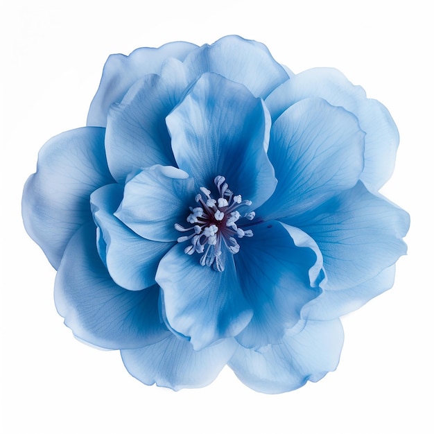 Mooie zachte blauwe bloem