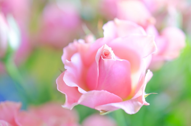 Mooie zachte focus roze rozen in het zonlicht als een wazig bloemen roos