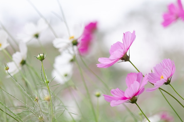 Mooie zachte selectieve focus roze en witte kosmos bloemen veld