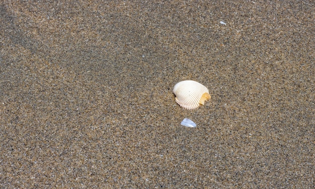 Mooie zeeschelp op een nat bruin zandig land in het overzeese strand