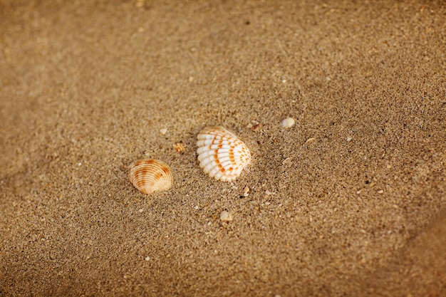 Mooie zeeschelpen op een zandstrand