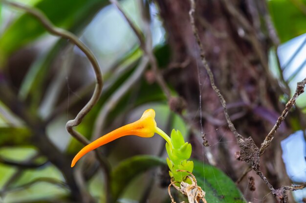 Mooie zeldzame wilde orchideeën in tropisch bos van Thailand