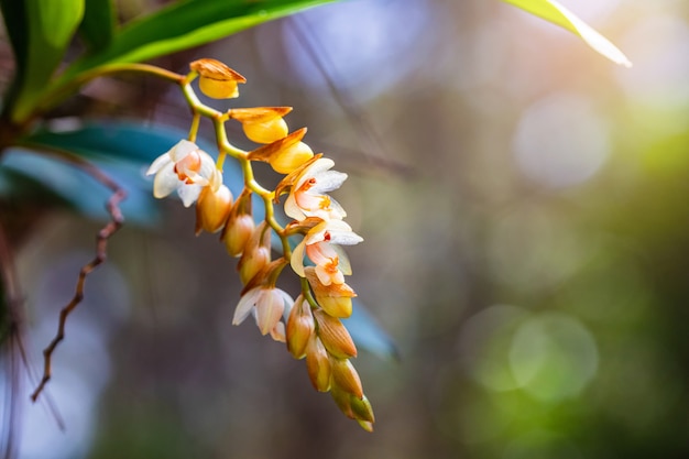 Mooie zeldzame wilde orchideeën in tropisch bos