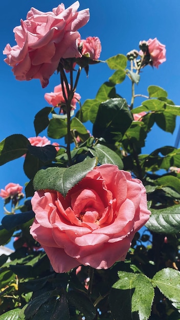 Mooie zijdeachtige roze rozen in de tuin met de achtergrond van de de lenteblauwe hemel