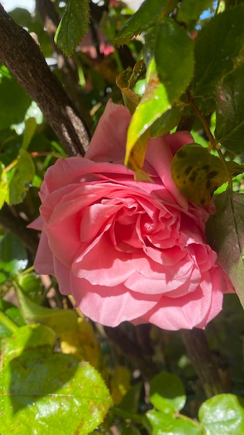 Mooie zijdeachtige roze rozen in de tuin met de achtergrond van de de lenteblauwe hemel