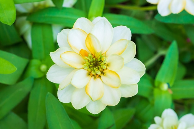 Mooie Zinnia-bloem in de tuin close-up