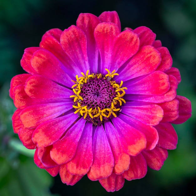 Mooie Zinnia-bloem op een natuurlijke achtergrond Tuinlandschapsontwerp