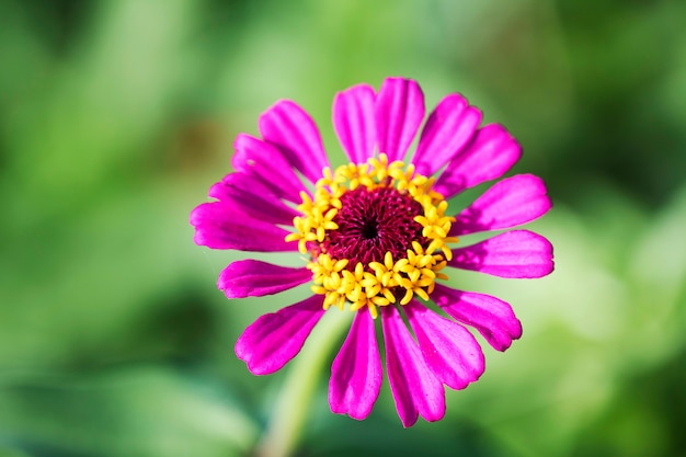 mooie Zinnia in het veld