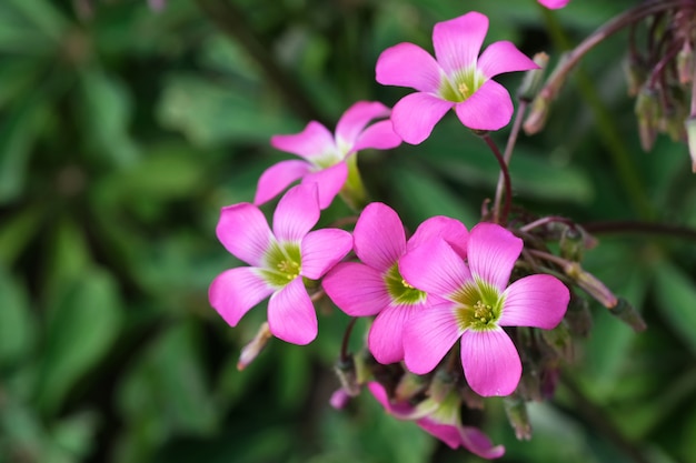 Mooie zomer roze bloemen