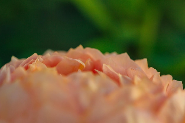 Mooie zomerbloemen als achtergrond Bloeiende delicate rozen op een feestelijke achtergrond van bloeiende bloemen een pastelkleurig en delicaat boeket bloemenkaarten