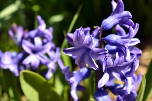 mooie zomerbloemen in de tuin