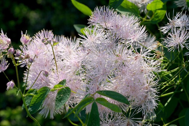 Foto mooie zomerbloemen