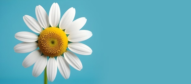 Mooie zomerdaisy bloeit tegen een blauwe achtergrond de heldere gele en witte bloemblaadjes