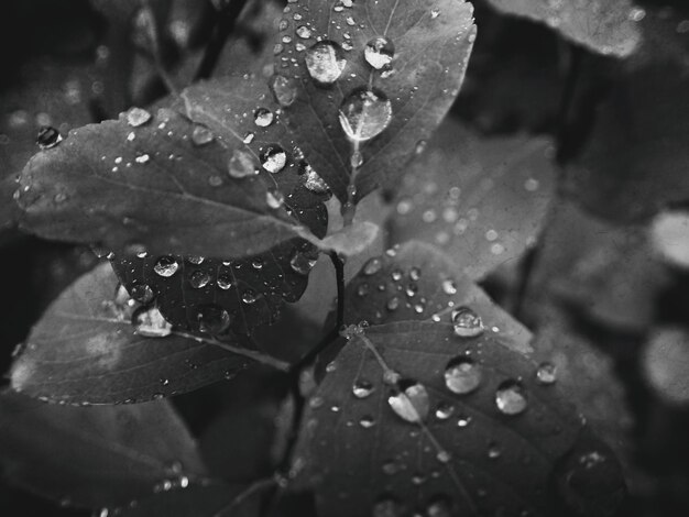 mooie zomerplant met regendruppels op de bladeren monochroom