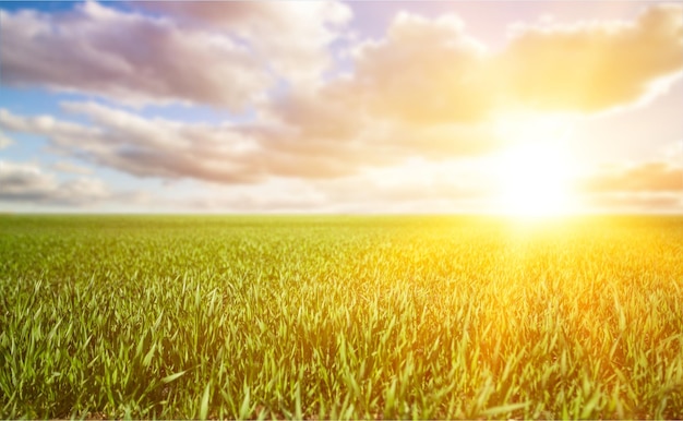 Mooie zomerse achtergrond met groen gras