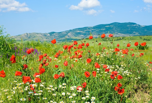 Mooie zomerse berglandschap met rode papaver en witte kamille bloemen.