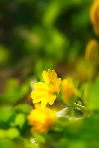Mooie zomerse compositie met gele bloemen op groen gras verticale achtergrond