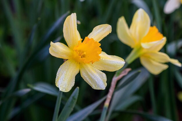 Mooie zomerse Cyclamineus narcissen