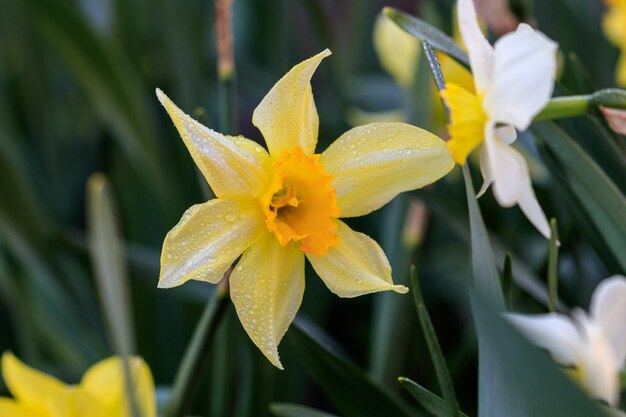 Mooie zomerse Cyclamineus narcissen