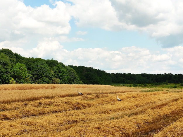 Mooie zomerse landschap. Buiten oogsten. Tarweveld op het platteland. Ooievaars lopen rond het veld en verzamelen de resten van tarwe.