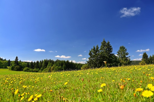 Mooie zomerse landschap met natuur Weide met bos en blauwe lucht op een zonnige dag Highlands Czech Republic