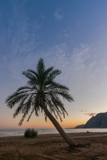 Mooie zomerse landschap met palmen op strand