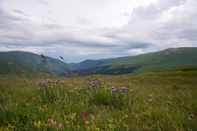 Mooie zomerse landschap op een bewolkte dag in de bergen met bloemen