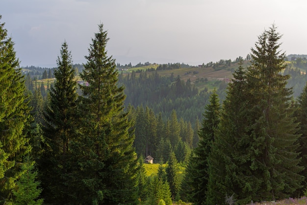 Mooie zomerse landschap van dorp onder Karpaty-bergen.