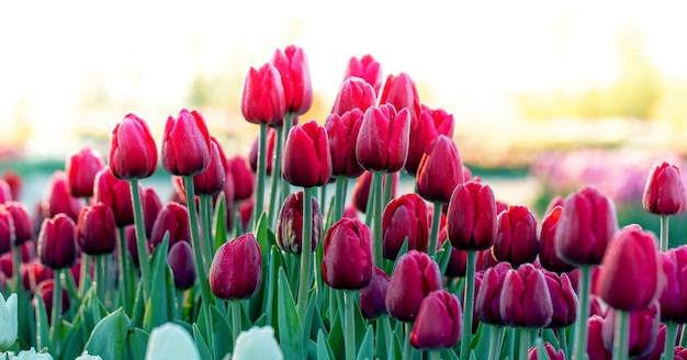 Mooie zomerse landschap, witte tulpen bloeien bij zonsondergang.