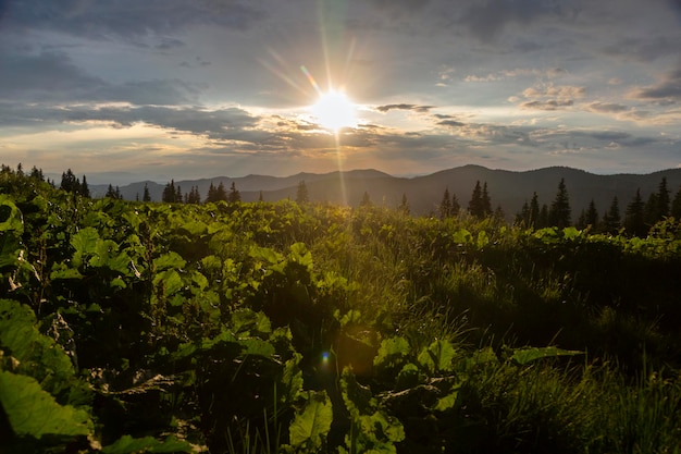 Mooie zomerse landschappen in de Karpaten reizen buiten concept uitzicht op dramatische lucht