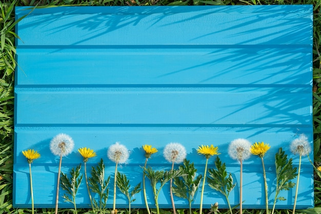 Mooie zomerse paardebloemen bloemen op een blauwe houten achtergrond Romantische bloemen of Valentijnsdag achtergrond Voor kaartontwerp en bruiloft