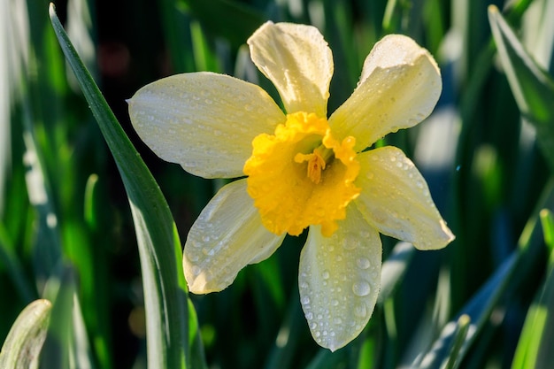 Mooie zomerse Trompet narcissen