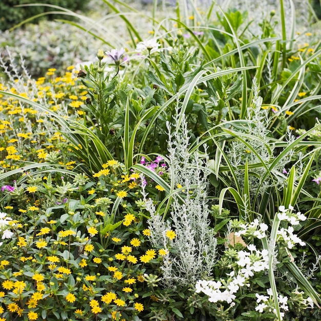 Mooie zomertuin met gras en bloemen