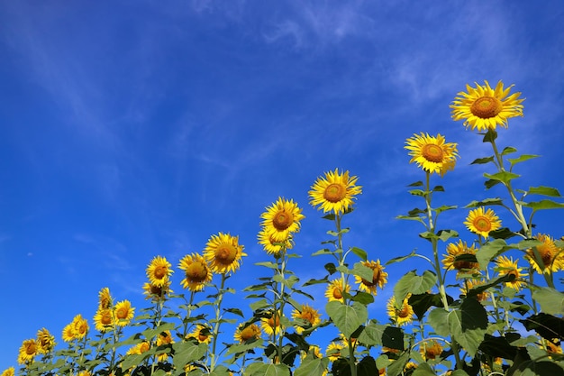 Mooie zonnebloem bloeien in de velden.