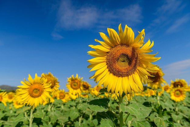 Mooie zonnebloem bloeien in zonnebloem veld met blauwe hemelachtergrond Lop buri