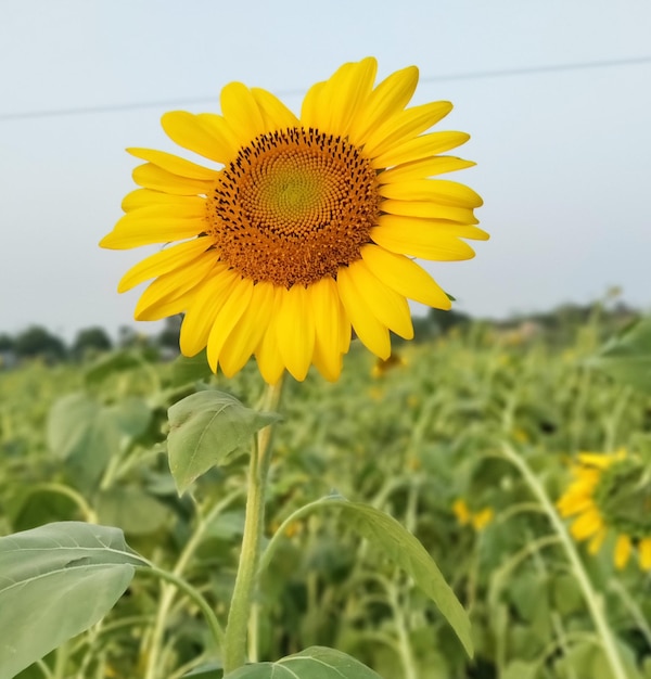 Foto mooie zonnebloem bloemenachtergrond zonnebloemolie zonnebloempatroon zonnebloemlogo zonnebloem