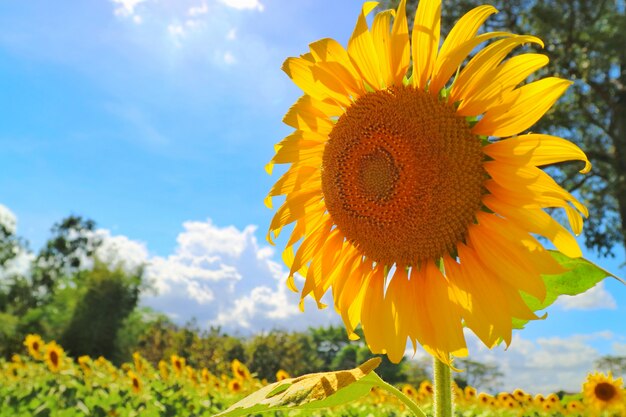 Mooie zonnebloem die met zonnebloemtuin bloeit
