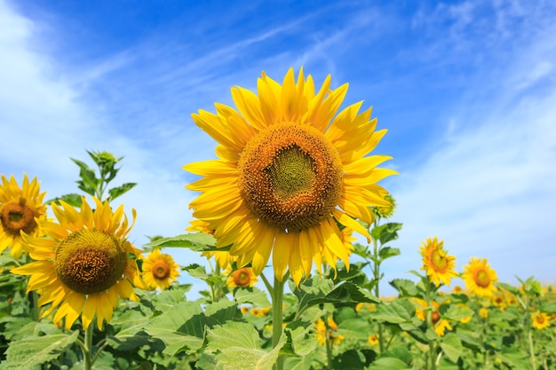 Mooie zonnebloem en blauwe hemelachtergrond in Thailand