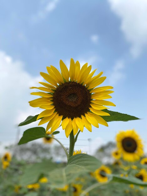 Mooie zonnebloem in de tuin in de zomer