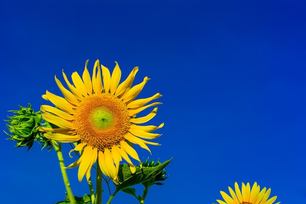 mooie zonnebloem in de tuin met ochtendlicht over blauwe hemel