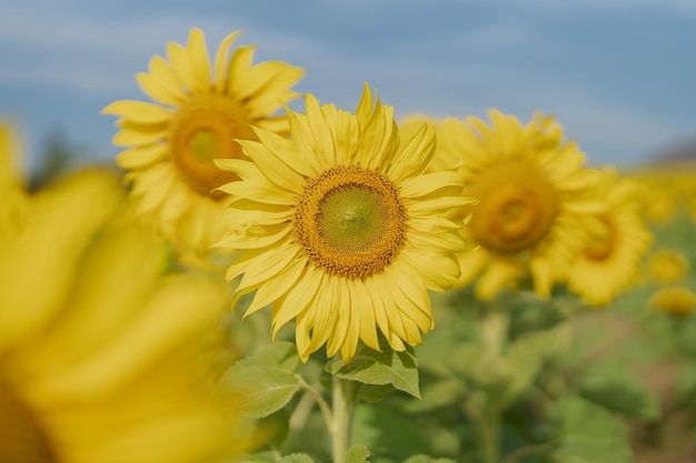 Mooie zonnebloem in een veld in de ochtend