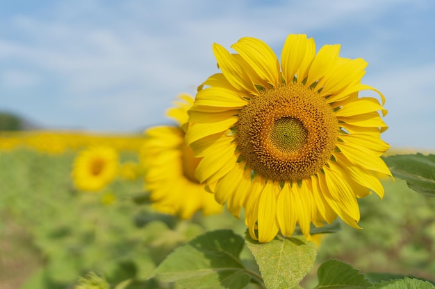 Mooie zonnebloem in een veld in de ochtend